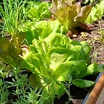 Lantställe Le Jardin D' Epicure *