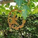 Le Jardin D' Epicure Lantställe Oderen