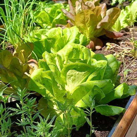 בית כפרי Le Jardin D' Epicure *