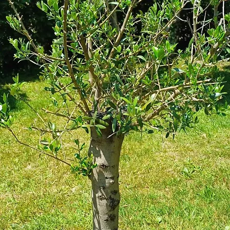 בית כפרי Le Jardin D' Epicure Oderen