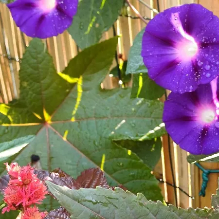 בית כפרי Le Jardin D' Epicure
