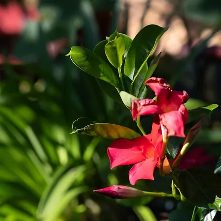 Le Jardin D' Epicure * Oderen